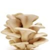 ওয়েস্টার মাশরুম - Fresh Oyster Mushroom