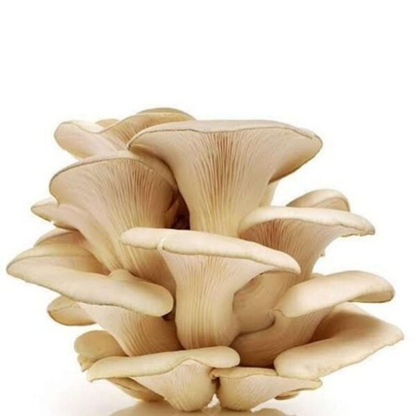ওয়েস্টার মাশরুম - Fresh Oyster Mushroom