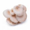 ওয়েস্টার মাশরুম - Fresh Oyster Mushroom