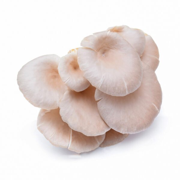 ওয়েস্টার মাশরুম - Fresh Oyster Mushroom