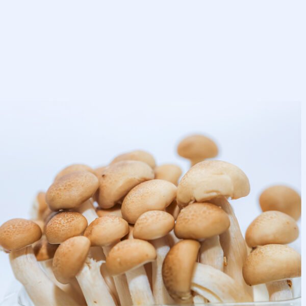 শিমেজি মাশরুম ৫০০ গ্রাম - Fresh Shimeji Mushroom