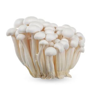 মিল্কি মাশরুম - Fresh Milky Mushroom