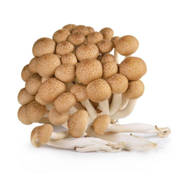 শিমেজি মাশরুম ৫০০ গ্রাম - Fresh Shimeji Mushroom