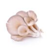 ওয়েস্টার মাশরুম - Fresh Oyster Mushroom