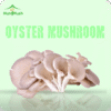 ওয়েস্টার মাশরুম - Fresh Oyster Mushroom