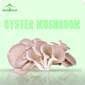 ওয়েস্টার মাশরুম - Fresh Oyster Mushroom