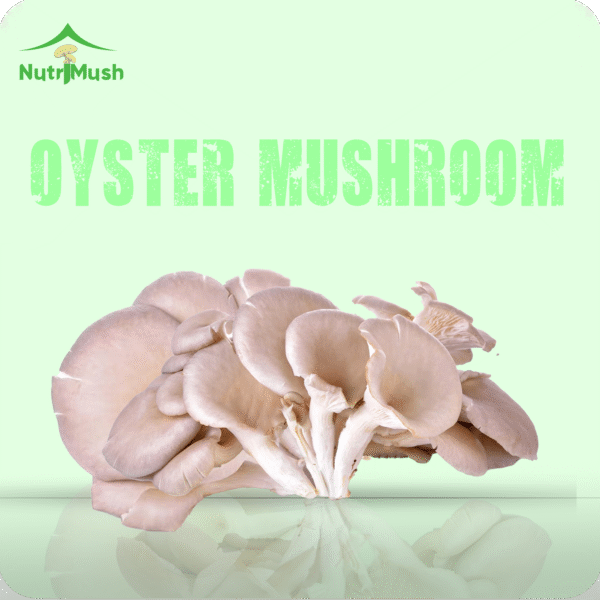 ওয়েস্টার মাশরুম - Fresh Oyster Mushroom